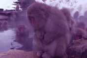 Snow Monkey