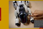 Japan Robots