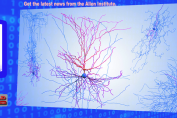 Brain Mysterious